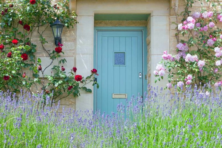 Lavender, Lavender color, English Lavender, Lavender Flower, Spanish Lavender, Lavender bush, French Lavender, Types of Lavender, Lavandula, Lavandula angustifolia, Lavandula stoechas