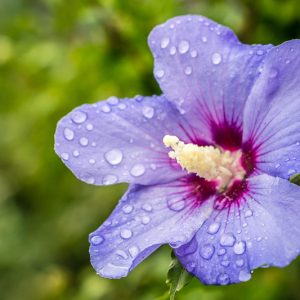 Hardy Hibiscus, Perennial Hibiscus, Hibiscus Tree, Hibiscus Bush, Hibiscus moscheutos, Rose Mallow, Hibiscus coccineus, Swamp Hibiscus, Hibiscus syriacus, Rose of Sharon