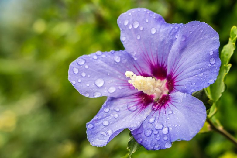 Hardy Hibiscus, Perennial Hibiscus, Hibiscus Tree, Hibiscus Bush, Hibiscus moscheutos, Rose Mallow, Hibiscus coccineus, Swamp Hibiscus, Hibiscus syriacus, Rose of Sharon