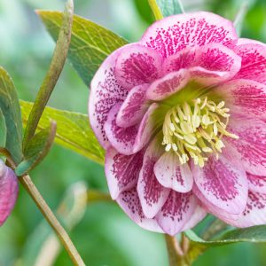 Hellebore, Hellebores, Helleborus, Christmas Roses, Lenten Roses, Black Hellebore,Hellebore Purple, Purple Hellebores, White Hellebore, Hellebore Varieties