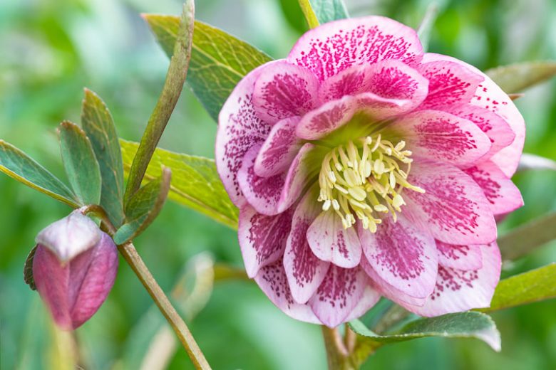Hellebore, Hellebores, Helleborus, Christmas Roses, Lenten Roses, Black Hellebore,Hellebore Purple, Purple Hellebores, White Hellebore, Hellebore Varieties
