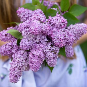 Lilac, Lilacs, Lilac Bush, French Lilac, Lilac Tree, Lilac Flowers, Early Flowering Lilac