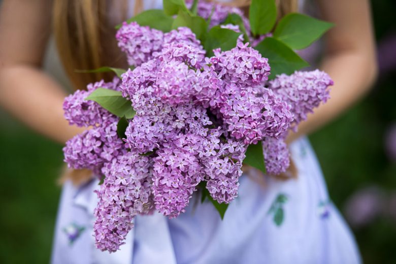 Lilac, Lilacs, Lilac Bush, French Lilac, Lilac Tree, Lilac Flowers, Early Flowering Lilac