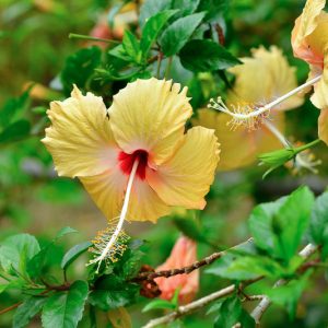 Tropical Hibiscus, Annual Hibiscus, Hibiscus Tree, Hibiscus Bush, Hibiscus rosa-sinensis