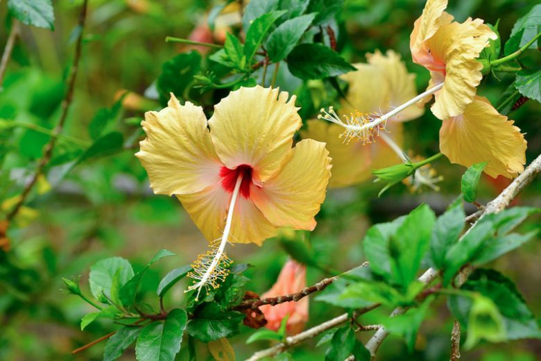 Tropical Hibiscus, Annual Hibiscus, Hibiscus Tree, Hibiscus Bush, Hibiscus rosa-sinensis