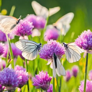 Chives, Best Chives, Garlic Chives, Planting Chives, Growing Chives, Harvesting Chives, Allium schoenoprasum, Allium tuberosum