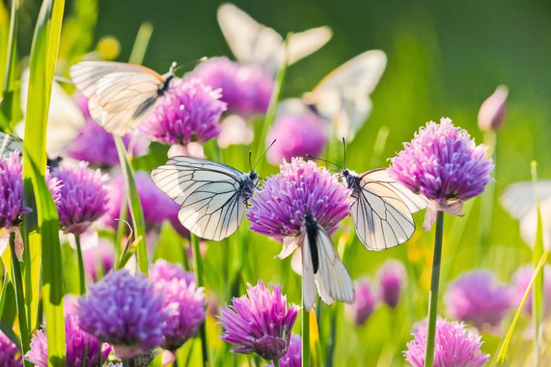 Chives, Best Chives, Garlic Chives, Planting Chives, Growing Chives, Harvesting Chives, Allium schoenoprasum, Allium tuberosum