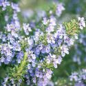 Rosemary, Planting Rosemary, Growing Rosemary, Harvesting Rosemary, Best Rosemary, Rosmarinus officinalis, Salvia rosmarinus,