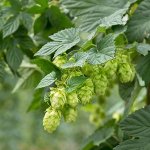 Humulus Lupulus, Common Hop, Bine, Bines, European Hop, Climbing Vines