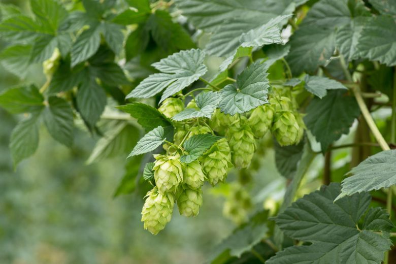Humulus Lupulus, Common Hop, Bine, Bines, European Hop, Climbing Vines
