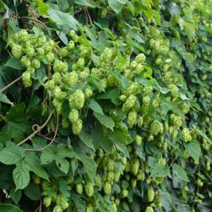 Humulus Lupulus 'Cascade', Common Hop, Climbing Vines