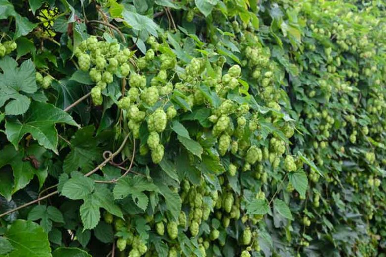 Humulus Lupulus 'Cascade', Common Hop, Climbing Vines