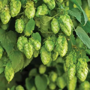 Humulus Lupulus 'Nugget', Common Hop, Climbing Vines