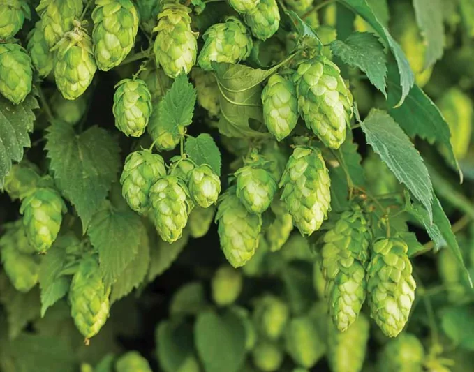 Humulus Lupulus 'Nugget', Common Hop, Climbing Vines