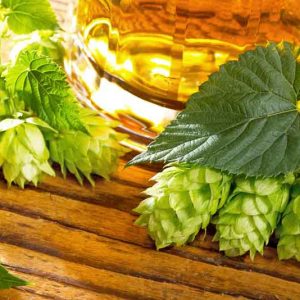 Humulus Lupulus 'Willamette', Common Hop, Climbing Vines