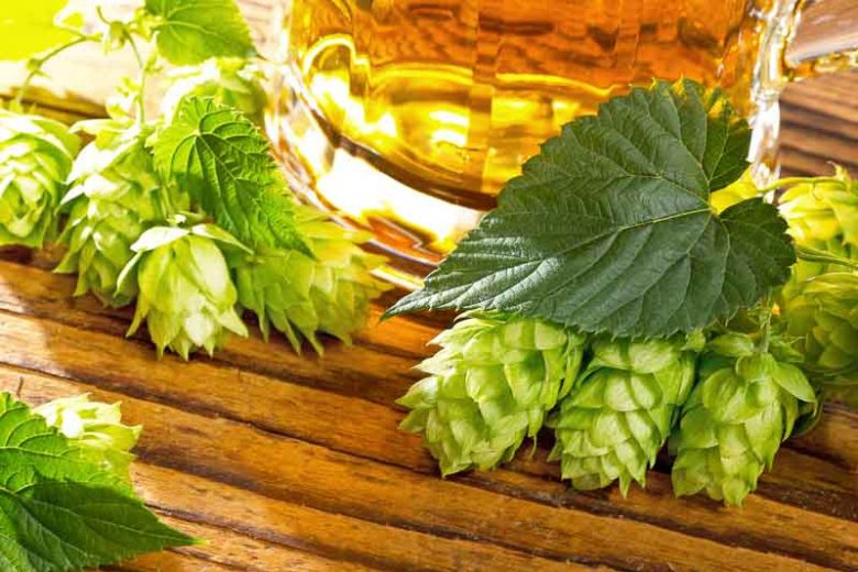 Humulus Lupulus 'Willamette', Common Hop, Climbing Vines