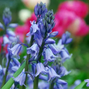 Hyacinthoides Hispanica 'Excelsior', Spanish Bluebells 'Excelsior', Wood Hyacinth 'Excelsior', Scilla hispanica 'Excelsior', Scilla Campanulata 'Excelsior', Endymion Hispanicus 'Excelsior', Blue Flowers
