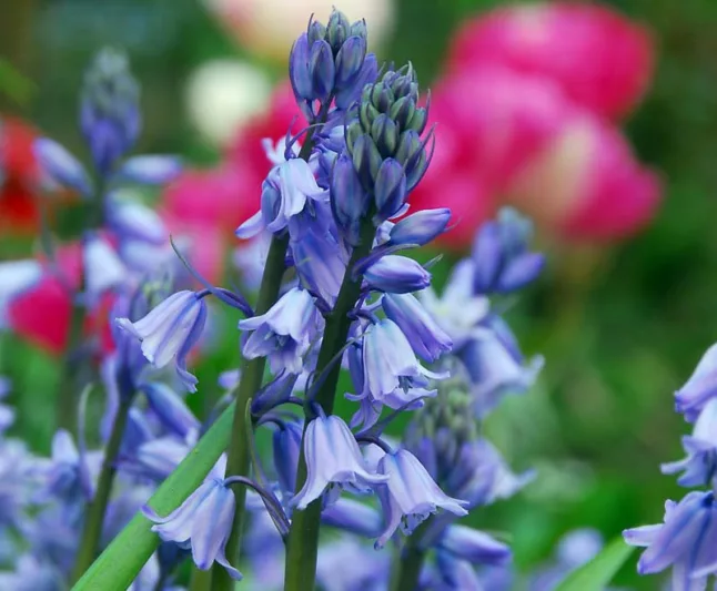 Hyacinthoides Hispanica 'Excelsior', Spanish Bluebells 'Excelsior', Wood Hyacinth 'Excelsior', Scilla hispanica 'Excelsior', Scilla Campanulata 'Excelsior', Endymion Hispanicus 'Excelsior', Blue Flowers