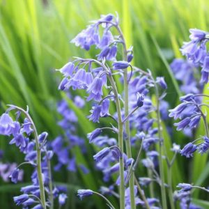 Hyacinthoides non-scripta, English Bluebells, Wild Hyacinth, Bell Bottle, Bluebottle, Calver Keys, Common English Bluebells, Cover Keys, Crake Feet, Crow Bells, Crow Leek, Cuckooflower, Culver Keys, Dog Leek, Dog's Leek, Bluebells, Fairy Flower, Harebell, Single Gussies, Spreading Bluebell, Squill, Wood Bells, Blue Flowers