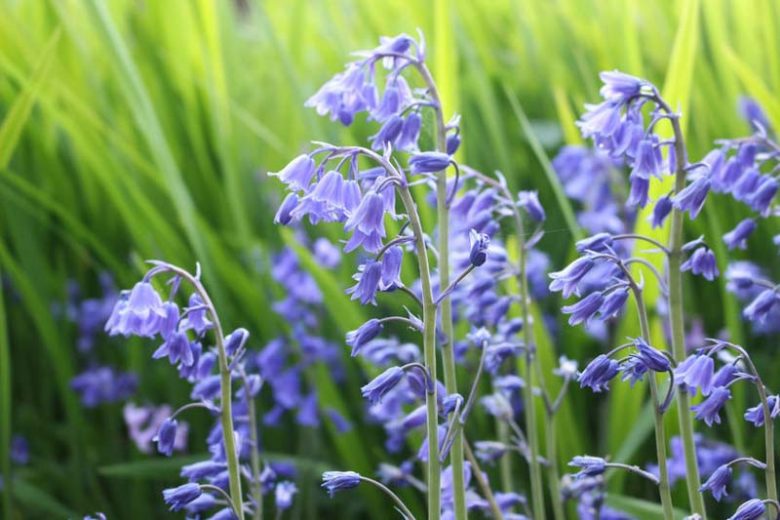 Hyacinthoides non-scripta, English Bluebells, Wild Hyacinth, Bell Bottle, Bluebottle, Calver Keys, Common English Bluebells, Cover Keys, Crake Feet, Crow Bells, Crow Leek, Cuckooflower, Culver Keys, Dog Leek, Dog's Leek, Bluebells, Fairy Flower, Harebell, Single Gussies, Spreading Bluebell, Squill, Wood Bells, Blue Flowers