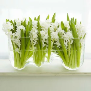 Hyacinth Aiolos, Hyacinth 'Aiolos', Dutch Hyacinth, Hyacinthus Orientalis, Common Hyacinth, Spring Bulbs, Spring Flowers, white hyacinth, early spring bloomer, mid spring bloomer