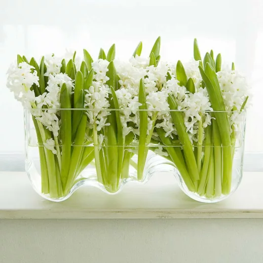Hyacinth Aiolos, Hyacinth 'Aiolos', Dutch Hyacinth, Hyacinthus Orientalis, Common Hyacinth, Spring Bulbs, Spring Flowers, white hyacinth, early spring bloomer, mid spring bloomer