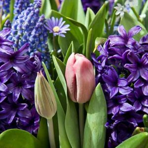 Hyacinth Peter Stuyvesant, Hyacinth 'Peter Stuyvesant', Dutch Hyacinth, Hyacinthus Orientalis, Common Hyacinth, Spring Bulbs, Spring Flowers, blue hyacinth, blue flowers