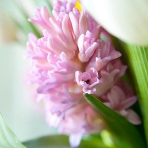 Hyacinthus Orientalis 'Anna Marie', Hyacinthus Orientalis 'Anne Marie', Hyacinth 'Anne Marie', Hyacinth 'Anna Marie', Dutch Hyacinth, Hyacinthus Orientalis, Common Hyacinth, Spring Bulbs, Spring Flowers, pink hyacinth,early spring bloomer, mid spring bloo