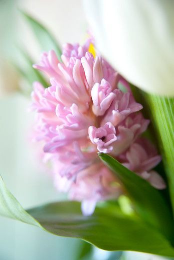 Hyacinthus Orientalis 'Anna Marie', Hyacinthus Orientalis 'Anne Marie', Hyacinth 'Anne Marie', Hyacinth 'Anna Marie', Dutch Hyacinth, Hyacinthus Orientalis, Common Hyacinth, Spring Bulbs, Spring Flowers, pink hyacinth,early spring bloomer, mid spring bloo