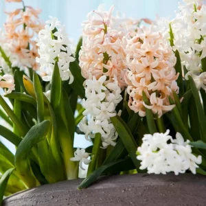 Hyacinth Apricot Passion, Dutch Hyacinth Apricot Passion, Hyacinthus Orientalis Apricot Passion, Common Hyacinth, Spring Bulbs, Spring Flowers, orange hyacinth, salmon hyacinth, apricot hyacinth