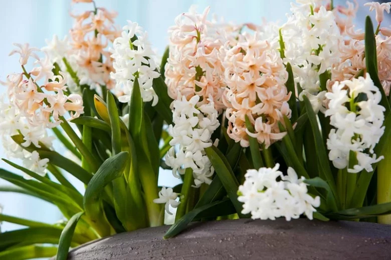 Hyacinth Apricot Passion, Dutch Hyacinth Apricot Passion, Hyacinthus Orientalis Apricot Passion, Common Hyacinth, Spring Bulbs, Spring Flowers, orange hyacinth, salmon hyacinth, apricot hyacinth