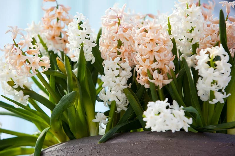Hyacinth Apricot Passion, Dutch Hyacinth Apricot Passion, Hyacinthus Orientalis Apricot Passion, Common Hyacinth, Spring Bulbs, Spring Flowers, orange hyacinth, salmon hyacinth, apricot hyacinth