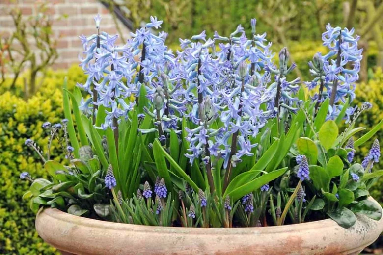 Hyacinthus Orientalis 'Blue Festival', Hyacinth 'Blue Festival', Multi-flowering Hyacinth, Dutch Hyacinth, Hyacinthus Orientalis, Hyacinthus Multiflora, Spring Bulbs, Spring Flowers, blue hyacinth, blue flower