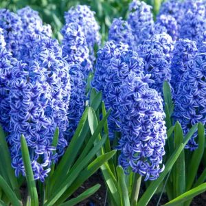 Hyacinth Blue Jacket, Hyacinth 'Blue Jacket', Dutch Hyacinth, Hyacinthus Orientalis, Common Hyacinth, Spring Bulbs, Spring Flowers, blue hyacinth, blue flowers