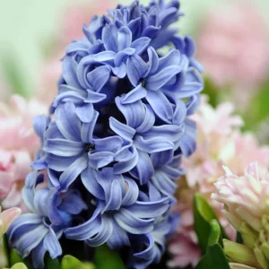 Hyacinthus Orientalis 'Blue Star', Hyacinth ''Blue Star', Dutch Hyacinth, Hyacinthus Orientalis, Common Hyacinth, Spring Bulbs, Spring Flowers, blue hyacinth, blue flower