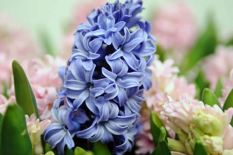 Hyacinthus Orientalis 'Blue Star', Hyacinth ''Blue Star', Dutch Hyacinth, Hyacinthus Orientalis, Common Hyacinth, Spring Bulbs, Spring Flowers, blue hyacinth, blue flower