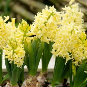 Hyacinth City of Haarlem, Hyacinth 'City of Haarlem', Dutch Hyacinth, Hyacinthus Orientalis, Common Hyacinth, Spring Bulbs, Spring Flowers, yellow hyacinth, yellow flower