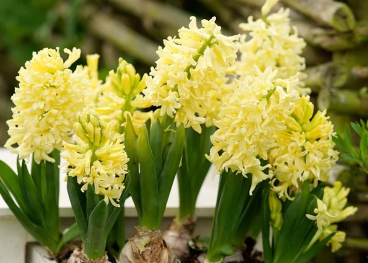 Hyacinth City of Haarlem, Hyacinth 'City of Haarlem', Dutch Hyacinth, Hyacinthus Orientalis, Common Hyacinth, Spring Bulbs, Spring Flowers, yellow hyacinth, yellow flower