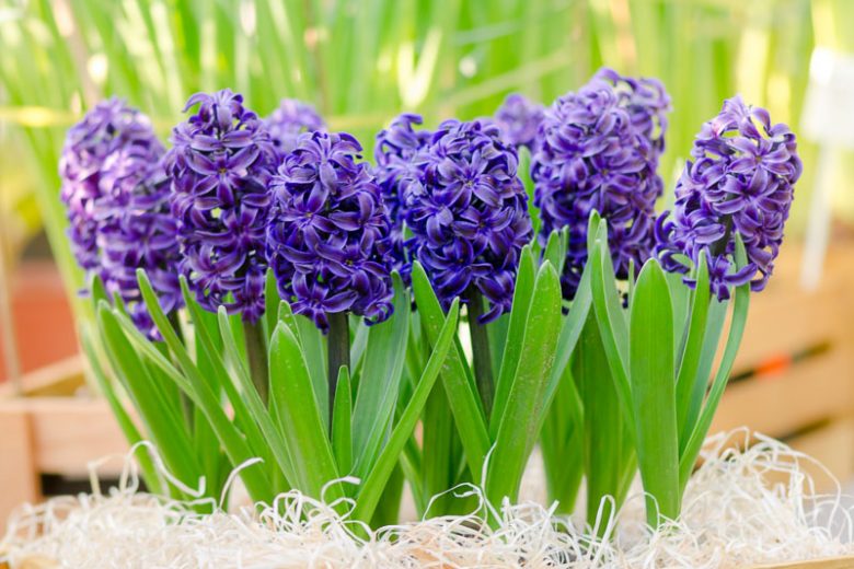 Hyacinth Delft Blue, Hyacinth 'Delft Blue', Dutch Hyacinth, Hyacinthus Orientalis, Common Hyacinth, Spring Bulbs, Spring Flowers, blue hyacinth, blue flower