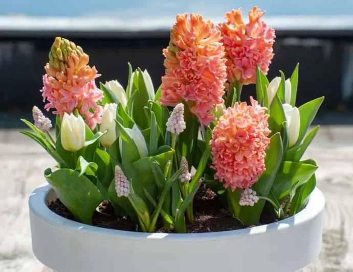 Hyacinth Gipsy Queen, Hyacinth 'Gipsy Queen', Dutch Hyacinth, Hyacinthus Orientalis, Common Hyacinth, Spring Bulbs, Spring Flowers, orange hyacinth, salmon hyacinth,apricot hyacinth