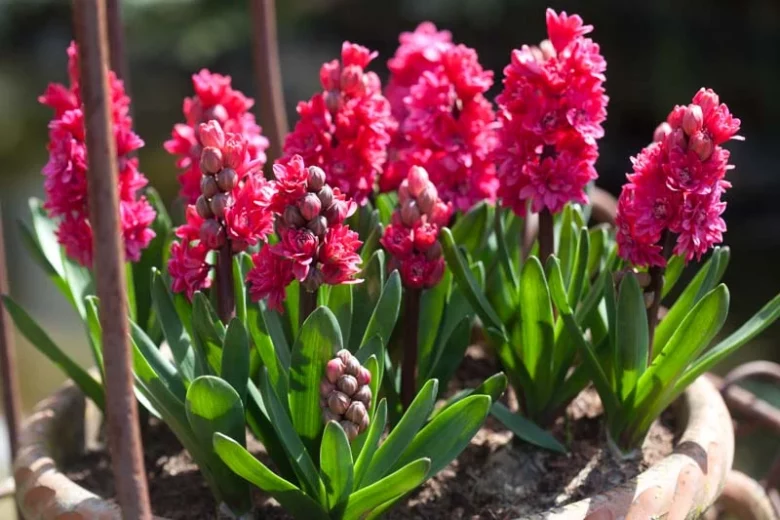 Hyacinthus Orientalis 'Hollyhock', Hyacinth Hollyhock', Double-Flowered Hyacinth, Dutch Hyacinth, Hyacinthus Orientalis, Common Hyacinth, Spring Bulbs, Spring Flowers, pink hyacinth, pink flowers