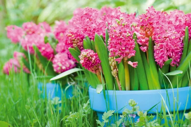 Hyacinthus Orientalis 'Jan Bos', Hyacinth 'Jan Bos', Dutch Hyacinth, Hyacinthus Orientalis, Common Hyacinth, Spring Bulbs, Spring Flowers, pink hyacinth, pink flowers