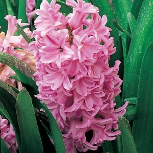 Hyacinthus Orientalis 'Lady Derby', Hyacinth 'Lady Derby', Dutch Hyacinth, Hyacinthus Orientalis, Common Hyacinth, Spring Bulbs, Spring Flowers, Hyacinth, pink hyacinth,early spring bloomer, mid spring bloomer,Lady Derby
