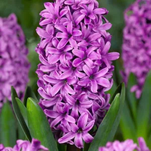 Hyacinthus Orientalis 'Miss Saigon', Hyacinth 'Miss Saigon', Dutch Hyacinth, Hyacinthus Orientalis, Common Hyacinth, Spring Bulbs, Spring Flowers, purple hyacinth, purple flower