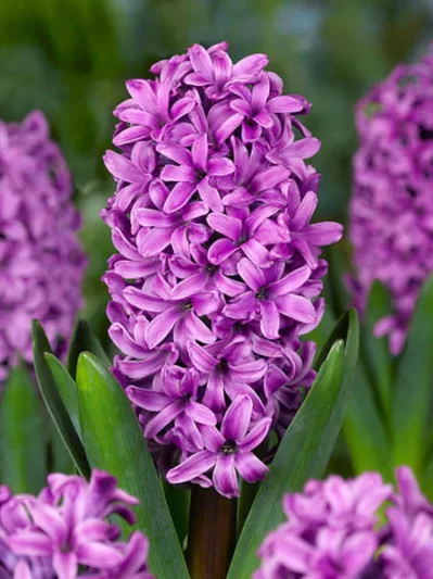 Hyacinthus Orientalis 'Miss Saigon', Hyacinth 'Miss Saigon', Dutch Hyacinth, Hyacinthus Orientalis, Common Hyacinth, Spring Bulbs, Spring Flowers, purple hyacinth, purple flower