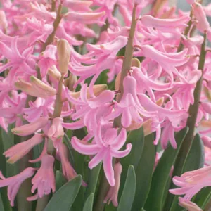 Hyacinthus Orientalis 'Pink Festival', Hyacinth 'Pink Festival', Multi-flowering Hyacinth, Dutch Hyacinth, Hyacinthus Orientalis, Hyacinthus Multiflora, Spring Bulbs, Spring Flowers, Pink hyacinth, Pink flower