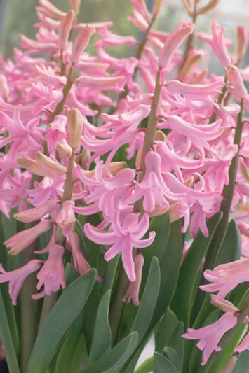 Hyacinthus Orientalis 'Pink Festival', Hyacinth 'Pink Festival', Multi-flowering Hyacinth, Dutch Hyacinth, Hyacinthus Orientalis, Hyacinthus Multiflora, Spring Bulbs, Spring Flowers, Pink hyacinth, Pink flower