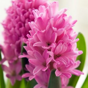 Hyacinthus Orientalis 'Pink Pearl', Hyacinth 'Pink Pearl', Dutch Hyacinth, Hyacinthus Orientalis, Common Hyacinth, Spring Bulbs, Spring Flowers, pink hyacinth, pink flower