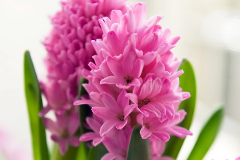 Hyacinthus Orientalis 'Pink Pearl', Hyacinth 'Pink Pearl', Dutch Hyacinth, Hyacinthus Orientalis, Common Hyacinth, Spring Bulbs, Spring Flowers, pink hyacinth, pink flower