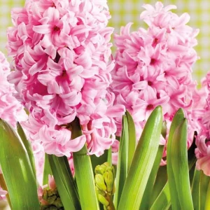 Hyacinthus Orientalis 'Pink Surprise', Hyacinth 'Pink Surprise', Dutch Hyacinth, Hyacinthus Orientalis, Common Hyacinth, Spring Bulbs, Spring Flowers, pink hyacinth,early spring bloomer, mid spring bloo